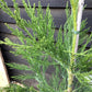 Sequoiadendron giganteum | Giant redwood - Height 100cm - Width 80-100cm - 25lt