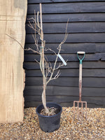 Wisteria floribunda | Japanese Blue Wisteria - 15lt