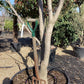 Acer palmatum 'Atropurpureum' | Purple Japanese maple - Girth 30cm - 450-460cm - 250lt