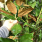 Magnolia Grandiflora | Evergreen Magnolia - 220-240cm, 55lt