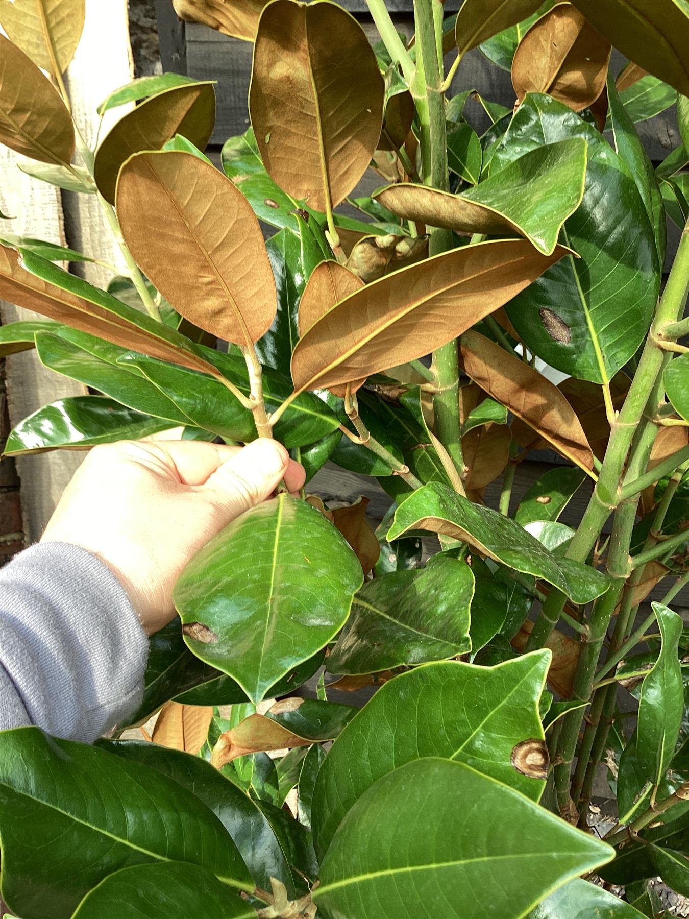 Magnolia Grandiflora | Evergreen Magnolia - 220-240cm, 55lt