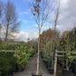 Betula ermanii | Erman's Birch - 400-420cm, 65lt
