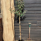 Apple tree 'Fiesta Red Pippin' | Malus domestica - 150-160cm - 10lt