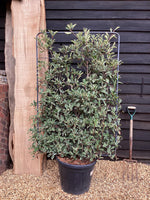 Photinia Pink Marble ('Cassini') | Christmas Berry Pink Marble - Frame - 165-175cm, 45lt