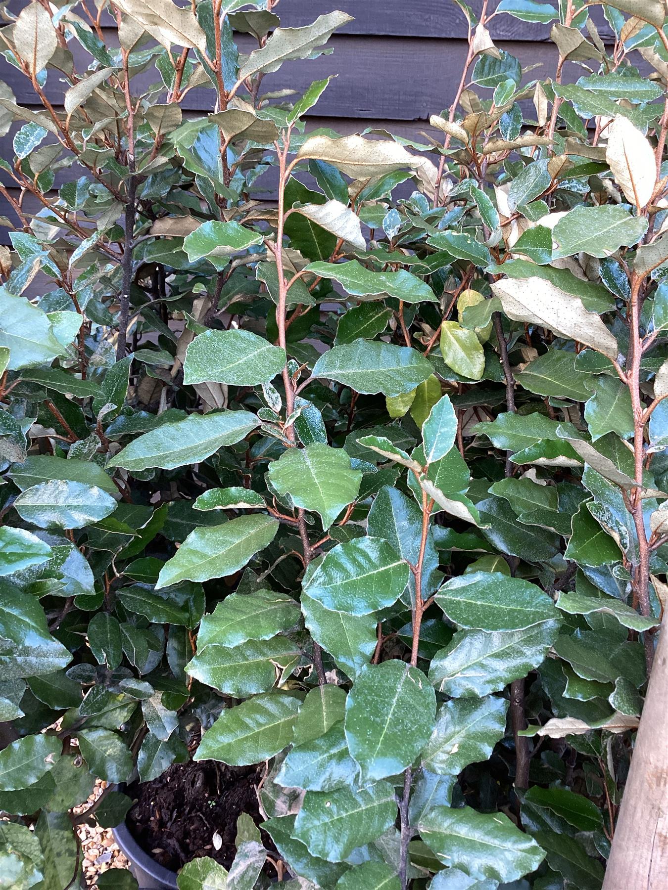 9 x Elaeagnus ebbingei Compacta - 120-130cm - 20lt