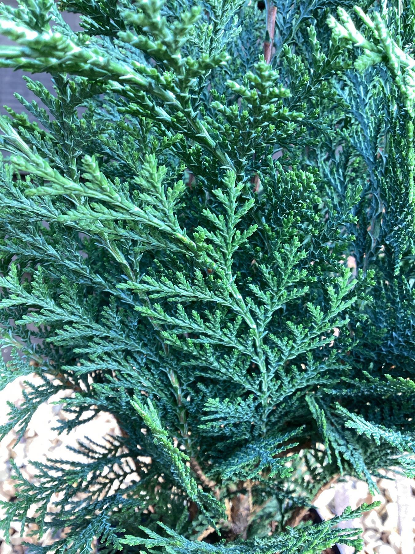 Chamaecyparis lawsoniana 'Pelt's Blue' | Lawson's cypress 'Pelt's Blue' - 2lt
