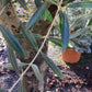 Olive Tree | Olea Europea 1/2 Std Girth 53cm - 210-220cm, 160lt