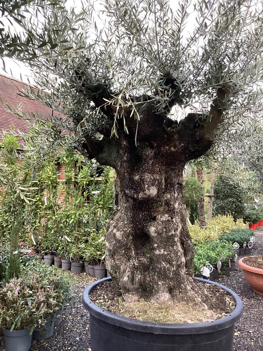 Olive Tree | Olea Europea 1/2 Std Crown - 190-200cm, 375lt