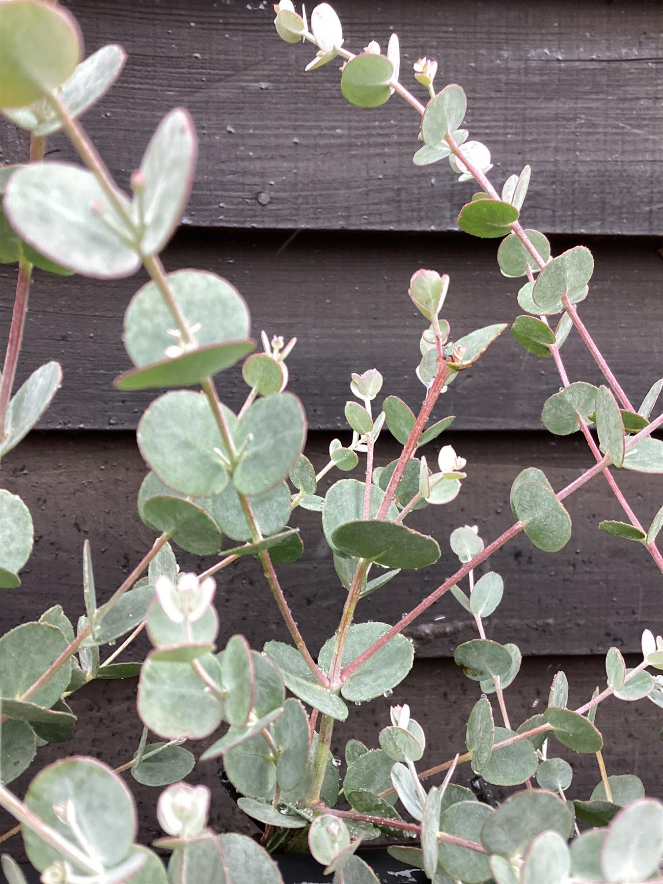 Eucalyptus Azura | Cider Gum Azura - Metal Frame - 160-180cm, 20lt