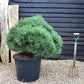 Pinus Nigra  'Pierrick Bregeon' Brepo - Height 120cm - Width 90-100cm - 110lt