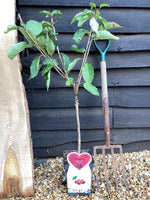 Prunus avium 'Kordia' | Sweet Cherry 'Kordia' - 100-120cm, 7lt