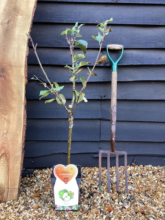 Apple tree 'Bramley Seedling' | Malus Domestica - 100-120cm - 7lt