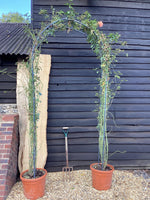 Rosa Climbing Mix - Arch - 250cm, 45lt