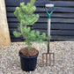 Pinus Banksiana Kimmenholz | Pinus banksiana 'Kimmenholz' Jack Pine - Height 85cm - Width 60-70cm - 18lt