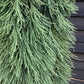 Sequoiadendron giganteum pendulum | Giant redwood 'Pendulum' - Height 175cm - Width 150-175cm - 90lt