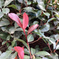Photinia Red Robin | Christmas berry 'Red Robin' - Parachute - 250-270cm - 290lt