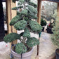 Ilex Crenata | Japanese Holly Bonsai Cloud Tree - Height 150-160cm Width 110cm, 33lt