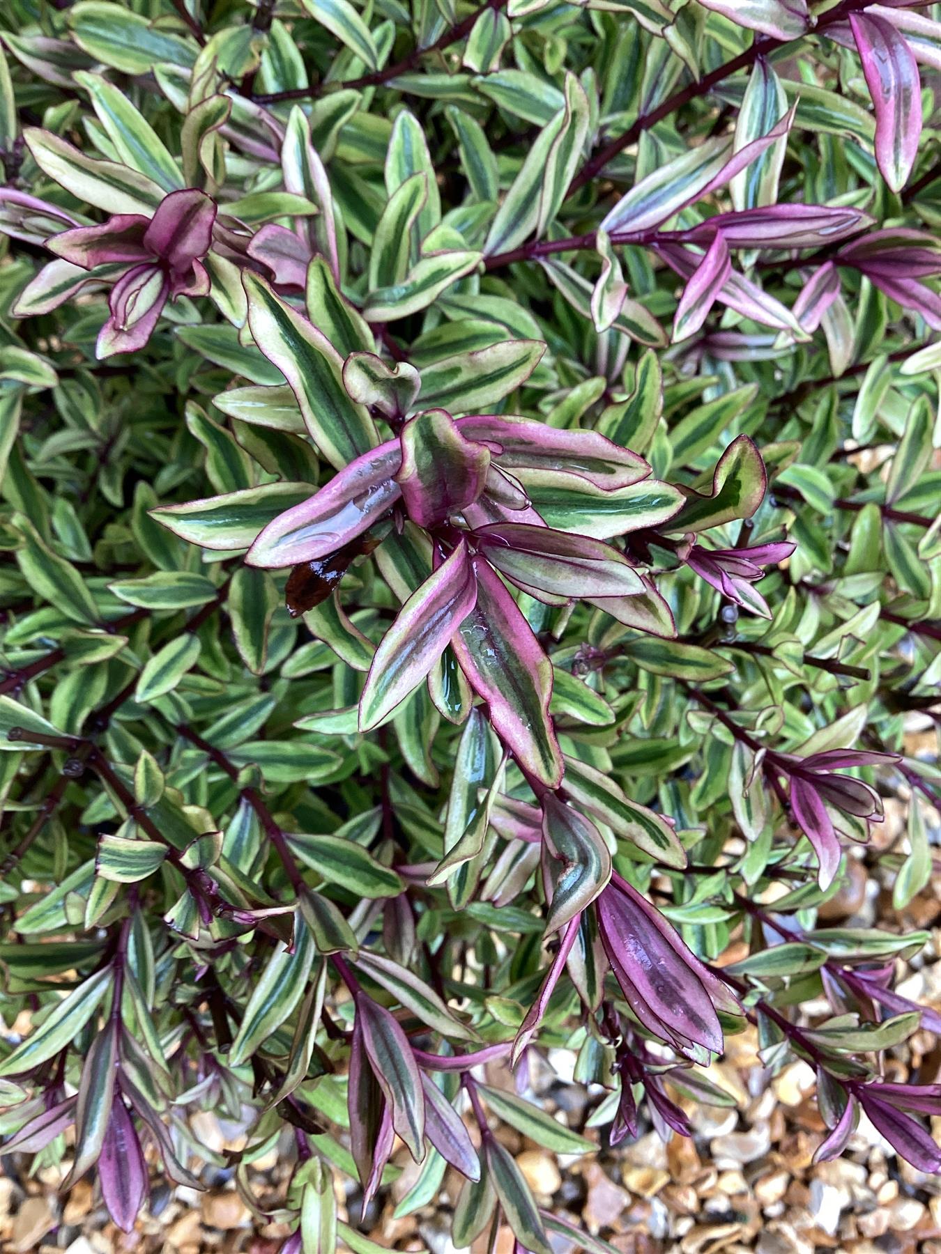 Hebe 'Wild Romance' - 50-60cm, 5lt