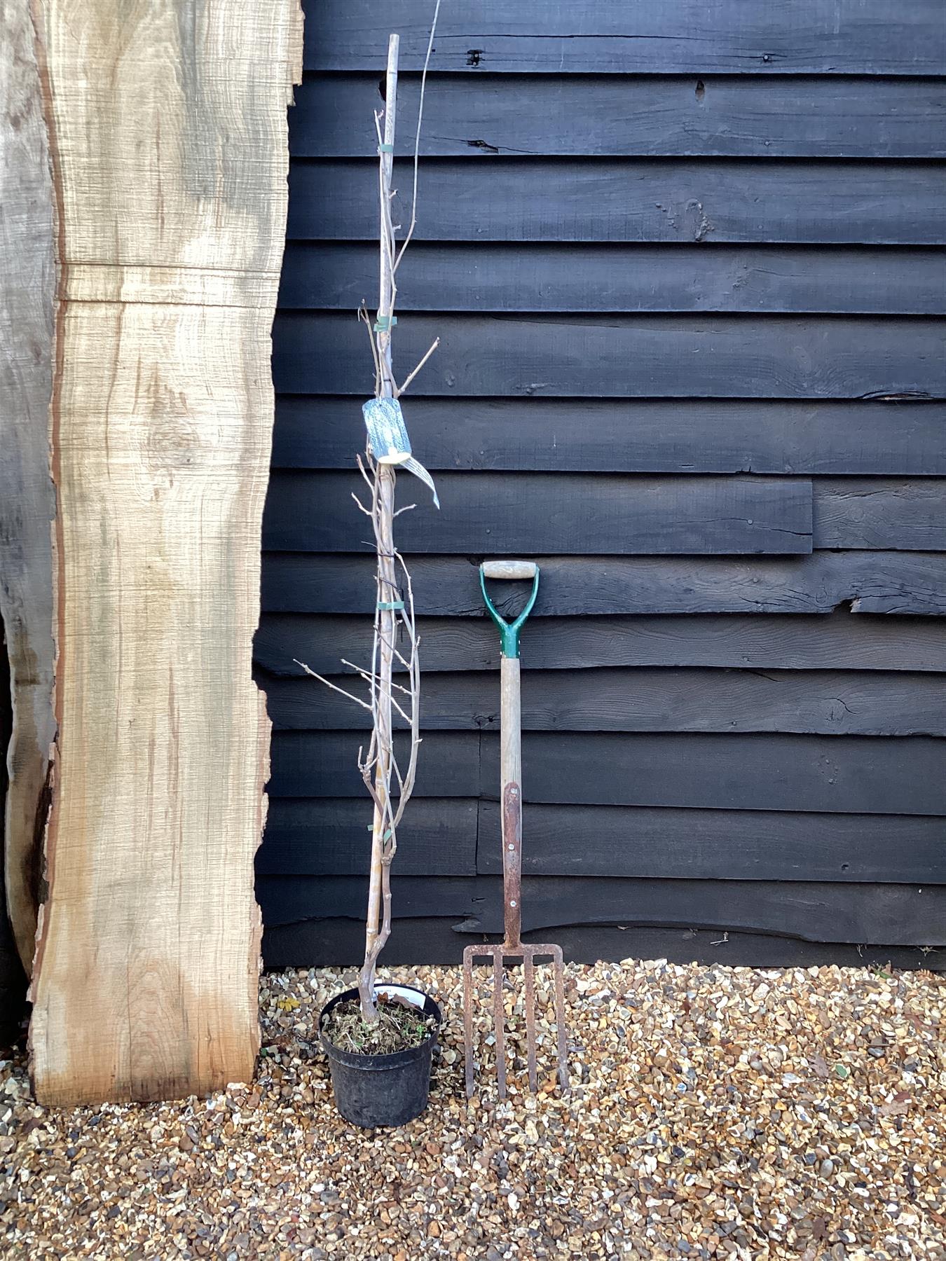 Wisteria floribunda Macrobotrys (Burford) | Japanese Blue Wisteria - 5lt