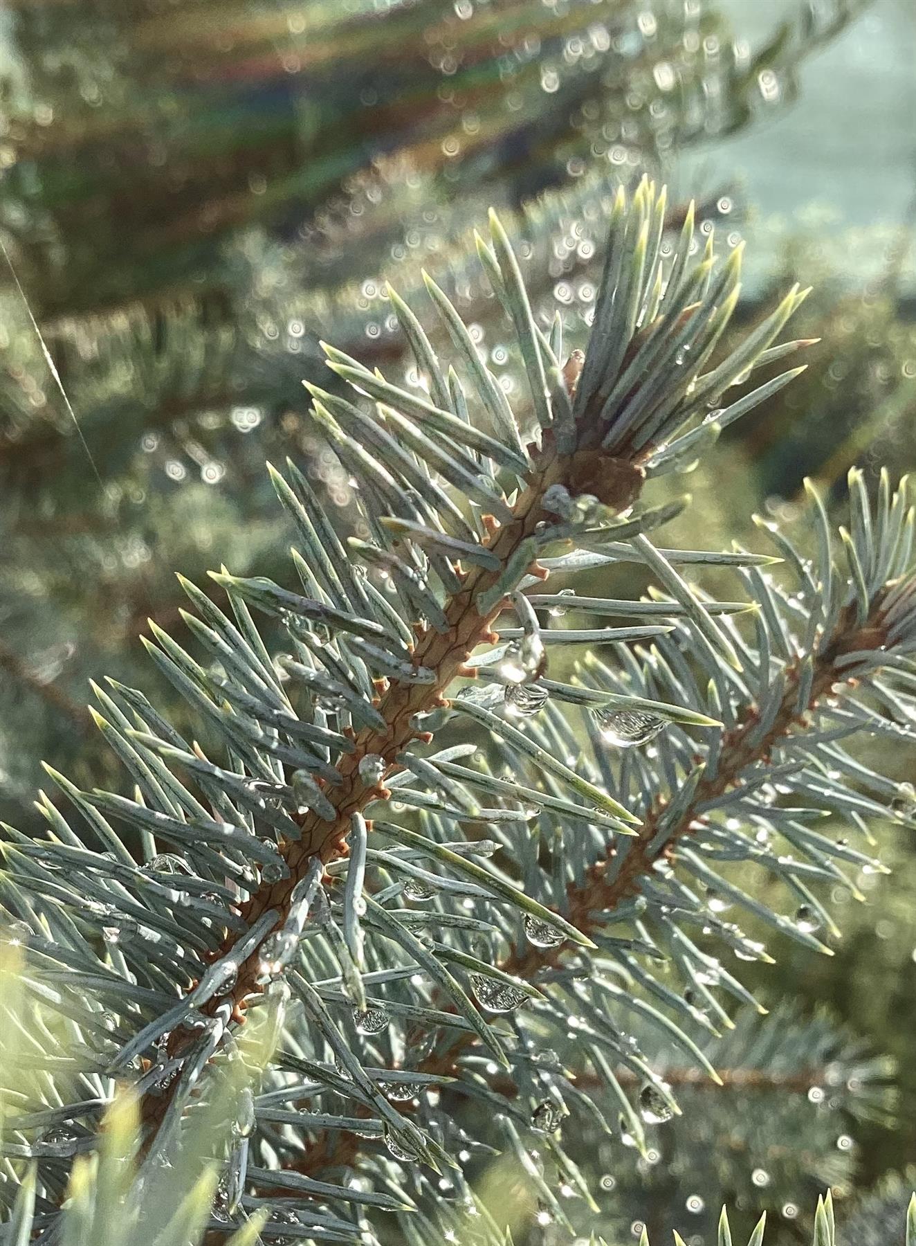 Picea pungens | Colorado Blue Spruce - 120-150cm, 70lt