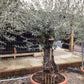 Olive Tree | Olea Europea 1/2 Std - 200-240cm, 90lt