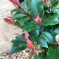 Photinia Little Red Robin - 60-90cm, 12lt