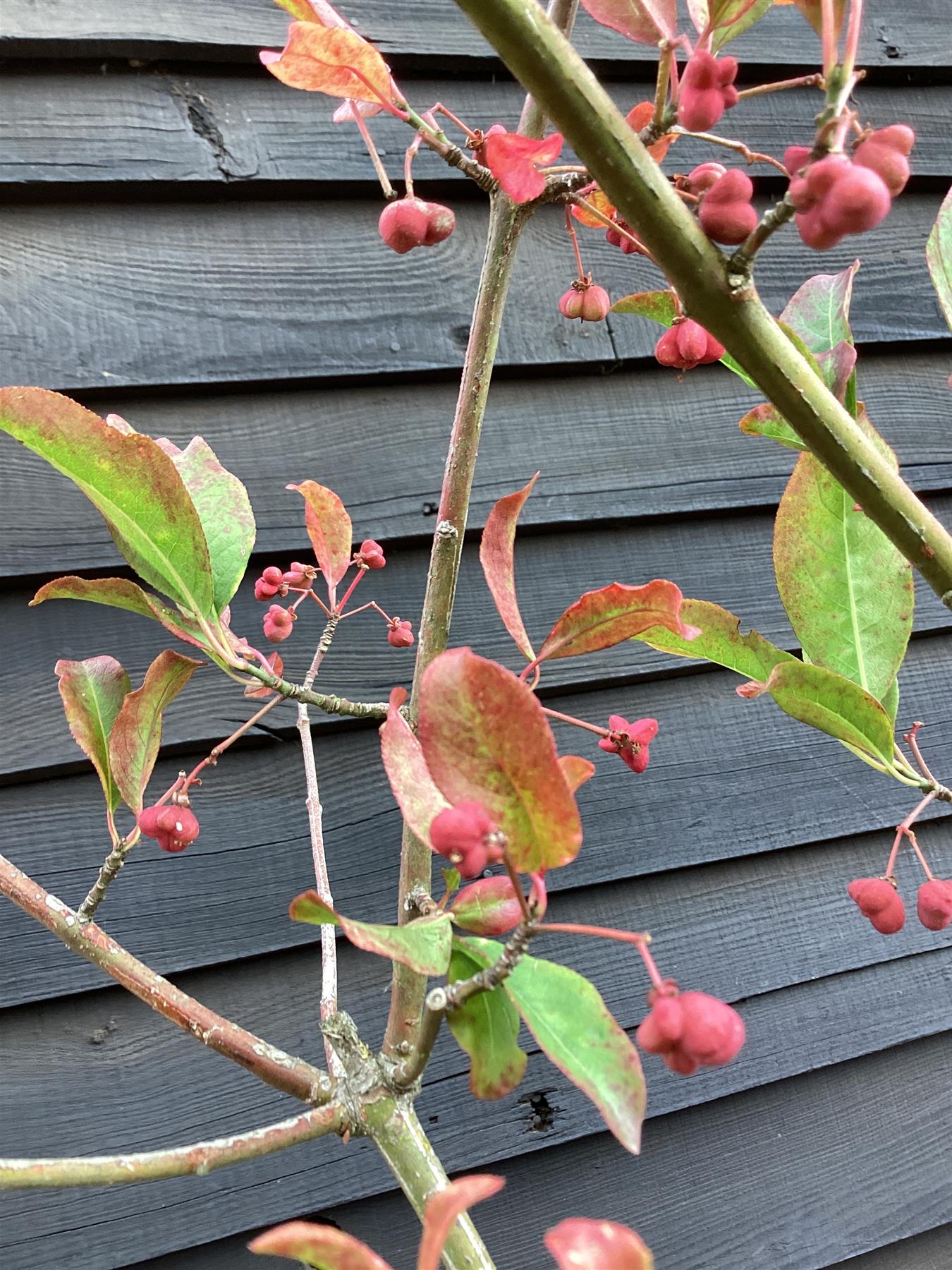 Euonymus Europaeus 'Red Cascade' | Spindle 'Red Cascade' - 250-280cm, 30lt