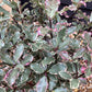 Pittosporum tenuifolium 'Elizabeth' - 30cm - 7lt