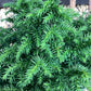 Cryptomeria japonica 'Vilmoriniana' | Japanese cedar - 20-25cm, 2lt
