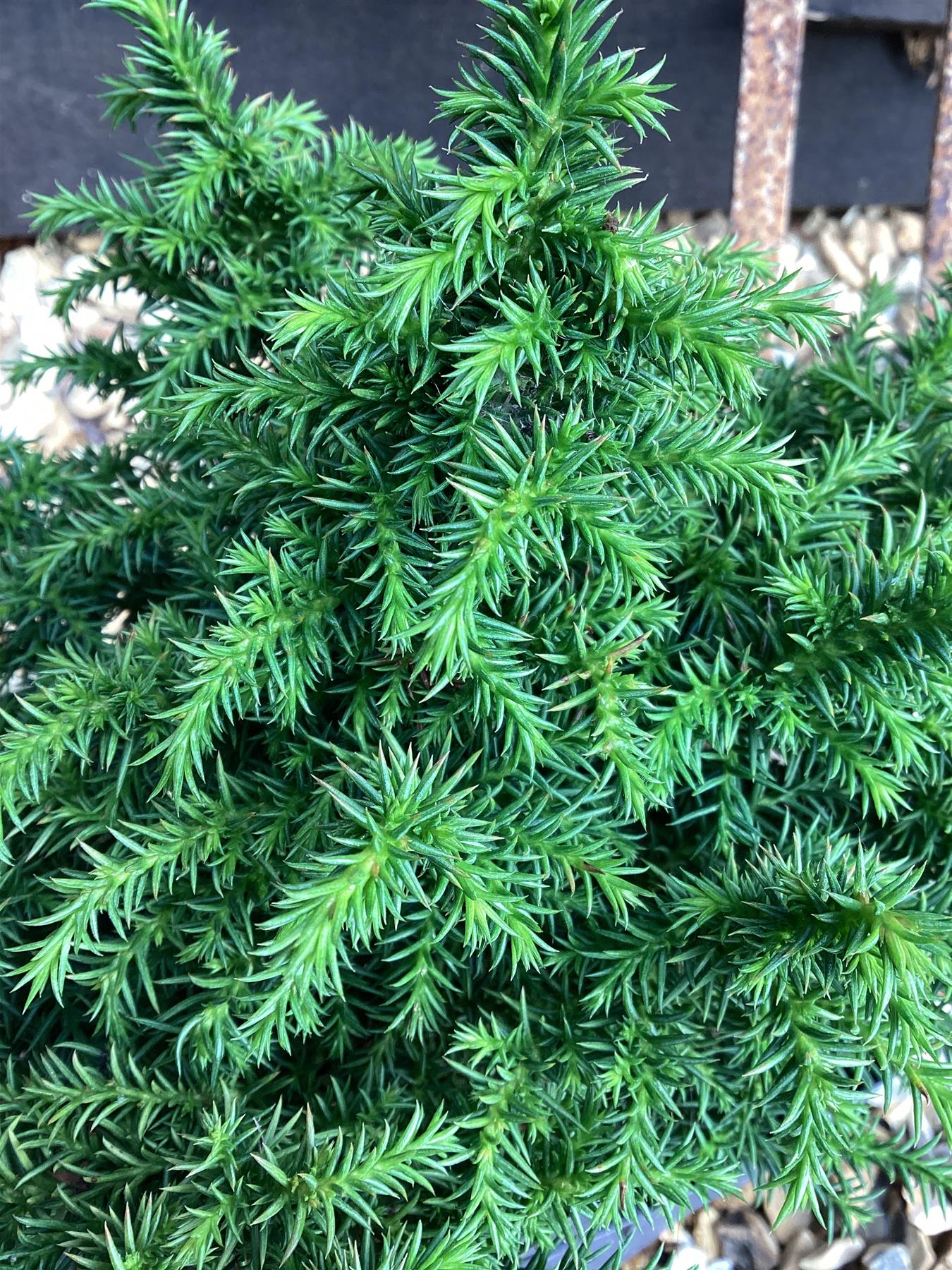 Cryptomeria japonica 'Vilmoriniana' | Japanese cedar - 20-25cm, 2lt