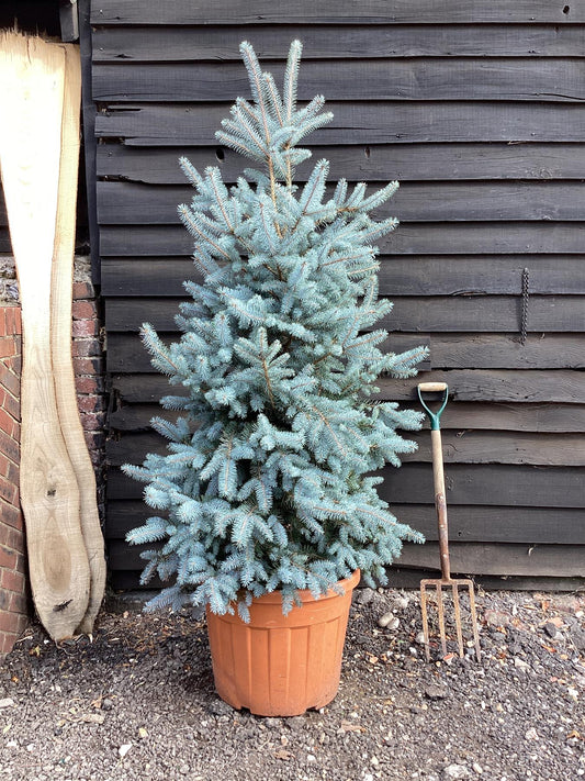 Picea pungens | Colorado Blue Spruce - 120-150cm, 70lt