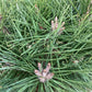 Pinus Nigra Brepo - Height 50cm - Width 25-30cm - 8lt
