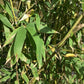 Phyllostachys aurea | Fish-pole bamboo - 550-560cm, 150lt