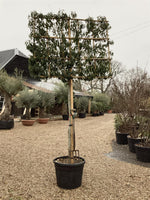 Prunus Lusitanica Angustifolia Girth18cm Frame 150 x 120cm - 300cm, 90lt