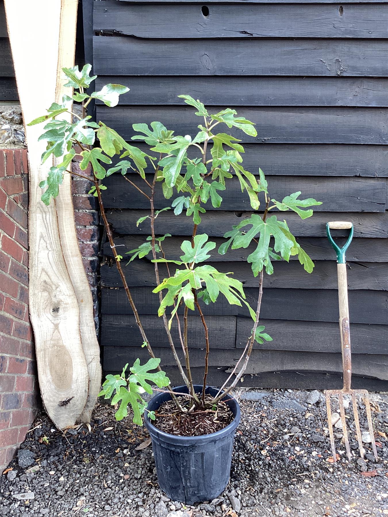 Ficus carica (Fig) | Turkey Fig Tree - 140-150cm - 20lt