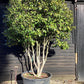 Camellia Japonica | Japanese Camellia Multistem - 400cm - 500lt
