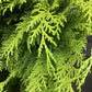 Chamaecyparis lawsoniana 'Stardust' | Lawson's cypress 'Stardust' - 170-180cm - 20lt