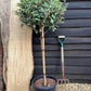 Photinia Pink Marble ('Cassini') | Christmas Berry Pink Marble 1/2 std Clear Stem - 170-180cm, 30lt