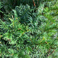 Taxus baccata | Common Yew - 180-200cm, 50lt