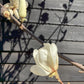 Magnolia Yulan - Girth 16cm - 450-460cm - 110lt