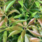 Pieris japonica 'Scarlett O'Hara' - 55-60cm, 5lt