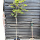 Acer palmatum Okagami 1/2 std | Japanese maple 'O-kagami', Clear Stem - 120-150cm, 10lt