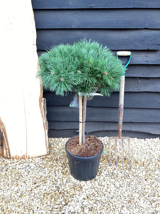 Pinus Nigra 'Brepo' | Dwarf Austrian Pine - Clear Stem 50cm - Height 80-90cm - Width 50cm - 18lt