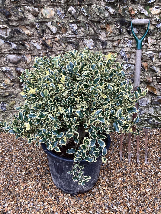 Ilex aquifolium 'Argentea Marginata' | Silver-Margined Holly - Ball - 100cm - 45lt