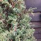 Juniperus communis 'Hibernica' - 150-160cm - 20lt