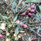 Olive Tree | Olea Europea 1/2 Std - 200-220cm, 50lt