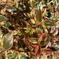Abelia Tricolor Charm - 45-55cm, 5lt