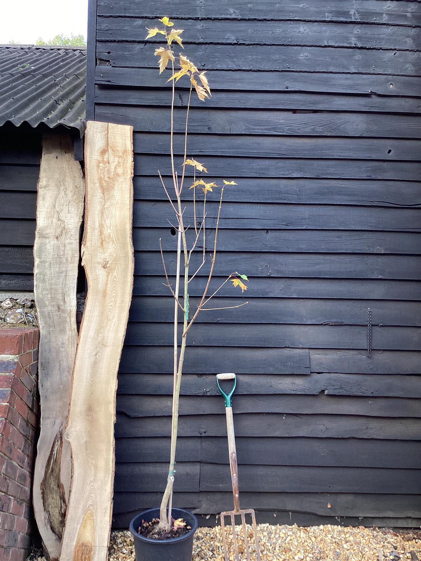 Acer Platanoides 'Drummondii' Norway Maple 1/2 std Clear Stem - 180-220cm, 20lt