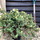 Potentilla fruticosa 'Elizabeth' | Buttercup shrub - 12lt