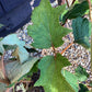 Hydrangea quercifolia | Oak-leaved hydrangea - 60-80cm, 10lt